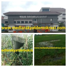 Menelusuri Jejak Pembangunan RSU Sidoarjo Barat Yang Diduga Aliri Limbah Cair Ke Sawah Warga