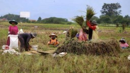 Menilik Harga Pangan Nasional Pada Hari Ulang Tahun Kemerdekaan RI Ke79Tahun, Beras Naik Tipis