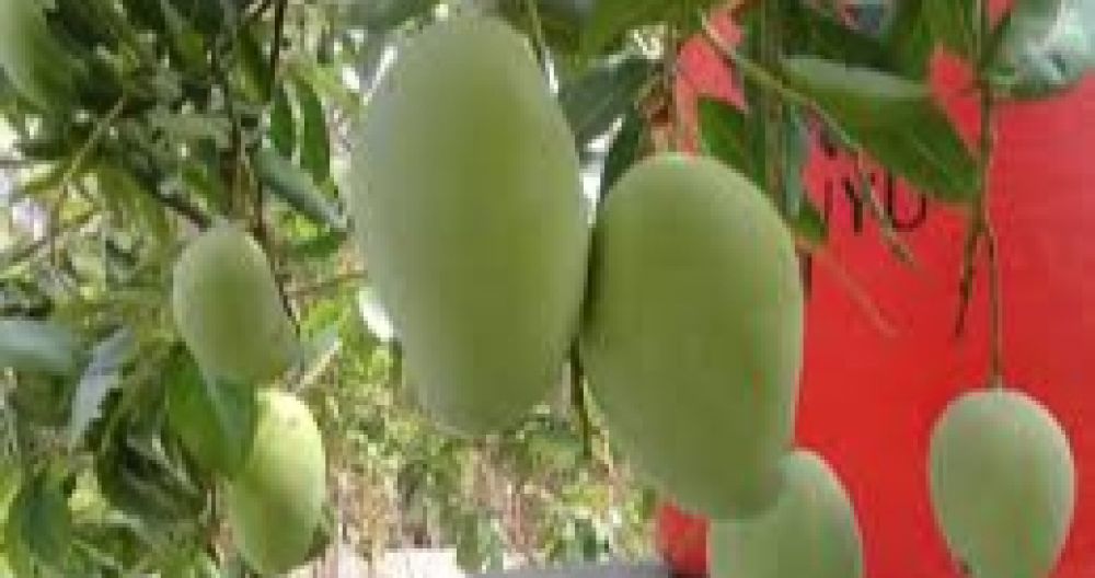 Studi Terbaru Terkait Konsumsi Buah Mangga Setiap Hari, Hasilnya Mencengangkan