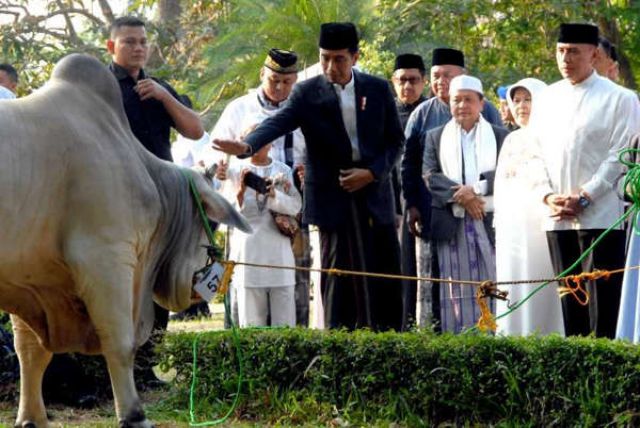 Idul Adha, Jokowi Siapkan Qurban Sapi Seberat 1,4Ton Ke Bengkulu