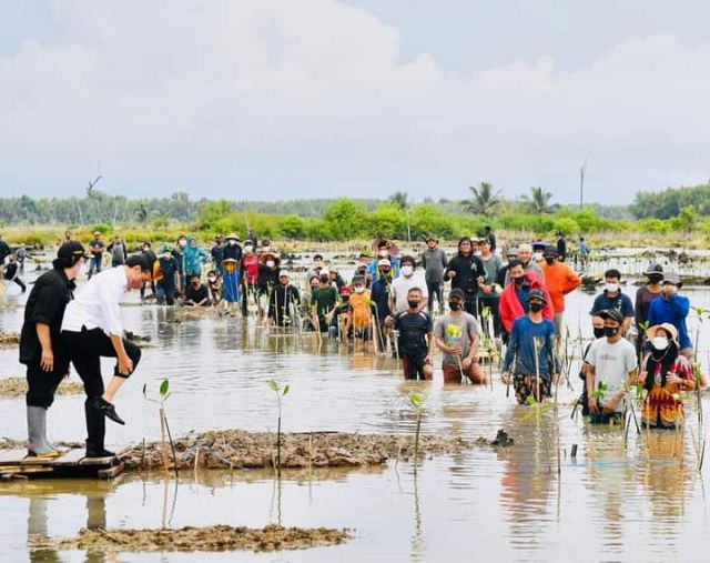Jokowi Tanam Mangrove Bersama Dubes Dan Masyarakat Di Tana Tidung