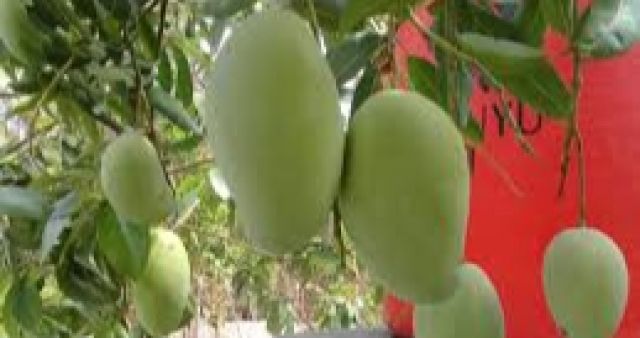 Studi Terbaru Terkait Konsumsi Buah Mangga Setiap Hari, Hasilnya Mencengangkan