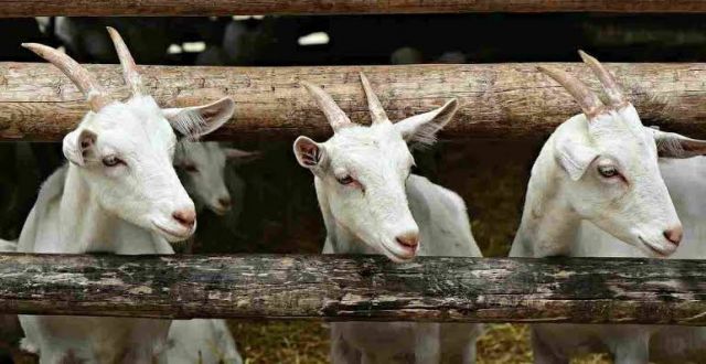 Berqurban Meraih Ridho Ilahi, Kenali Siapa Saja Yang Berhak Menerima
